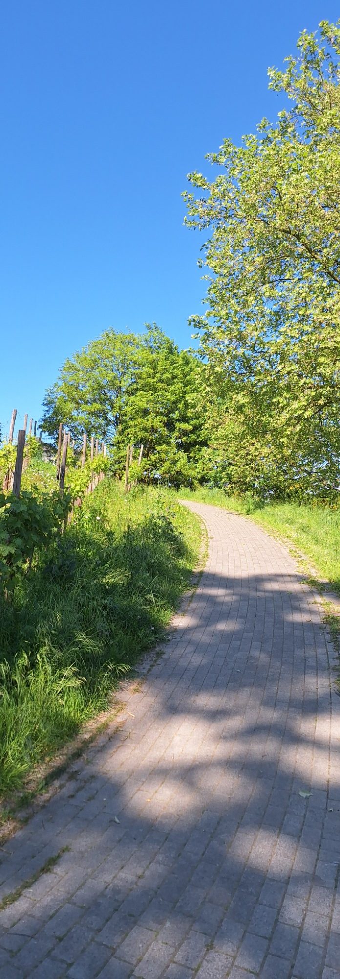 Foto eines Weges am Johannisberg