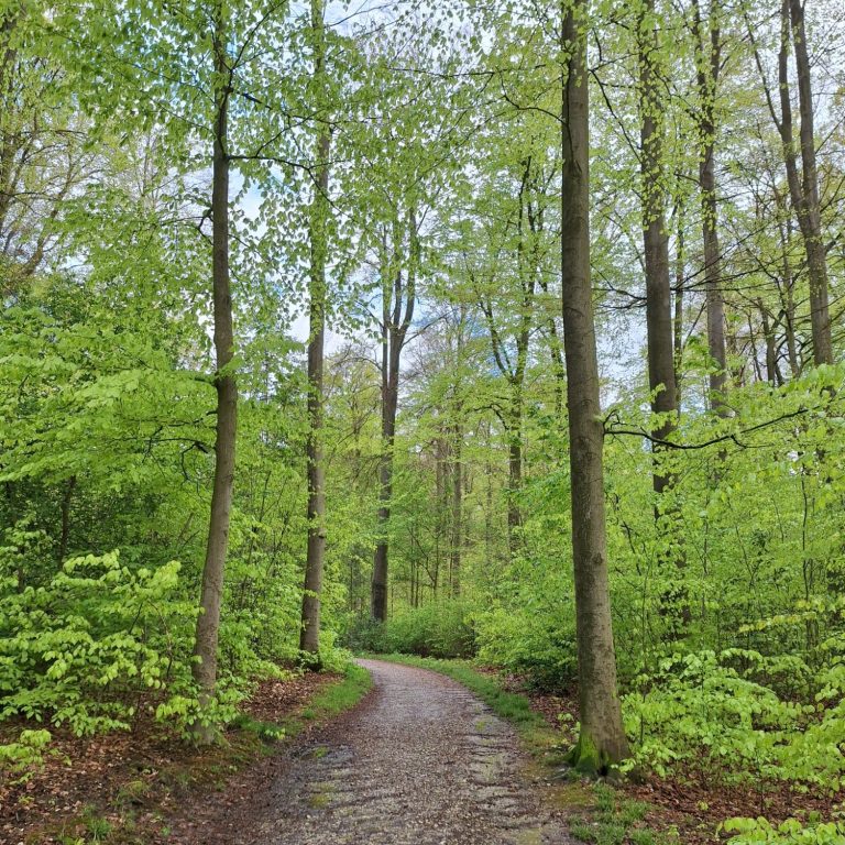 Foto von Bäumen im Gellershagener Park