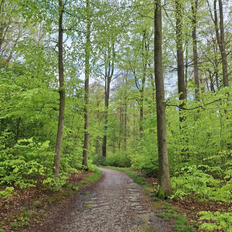 Foto von Bäumen im Gellershagener Park